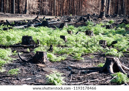 Burned black stumps in sunlight after forest fire in regenerating glade and the new life there after Royalty-Free Stock Photo #1193178466