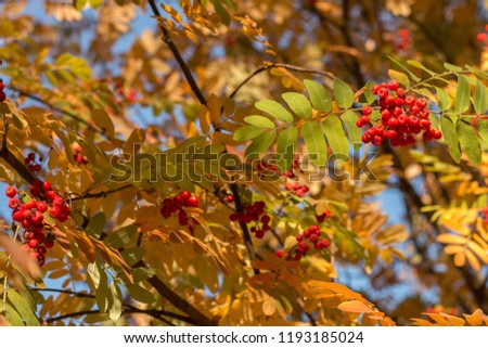 Autumn rowan tree with red berries and colorful leaves. Autumn cozy background. Clusters of rowan.