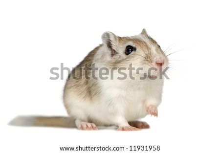 Gerbil in front of a white background