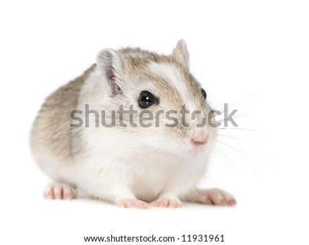 Gerbil in front of a white background