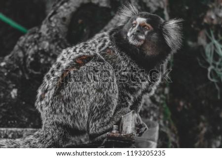 Portrait of cute little marmoset, new world monkey, primate
