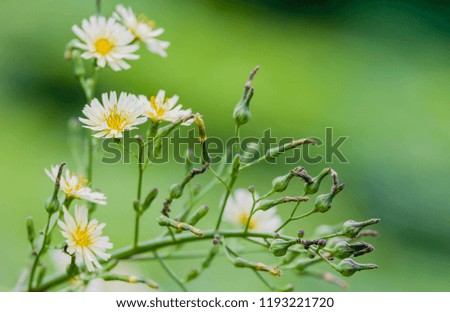 Bunch of white daisies growing in the wild with a soft blurred background.
