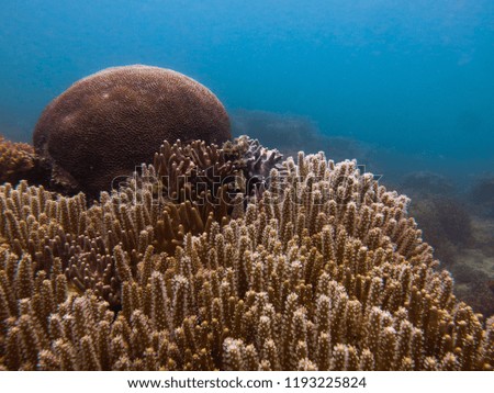 beautiful coral found at coral reef area at Tioman island
