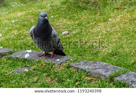 Close up of a pidgeon giving a stern look perched on a stone on grass