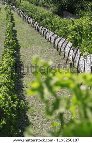 winery green field