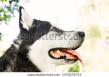 Black and whit husky dog. Husky dog face. dog in the park