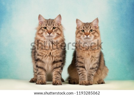 Siberian cats and kittens on beautiful neutral background perfect for postcards