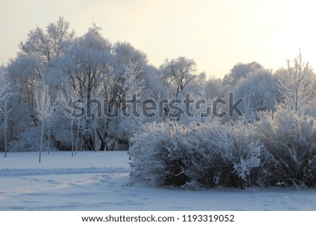 bushes and trees in frost on a frosty Sunny day in January. Winter day