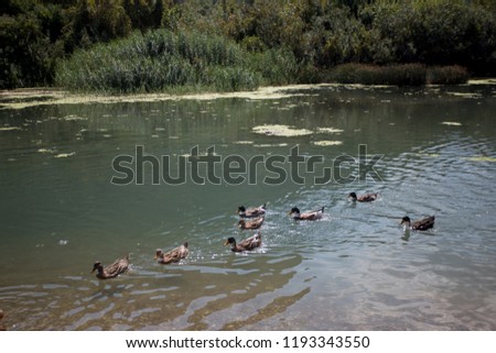 Group of ducks swimming in a lake