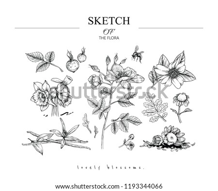 Sketch Floral Botany set. Camellia, Rose, Narcissus, Fever few, Vanilla flower and leaf drawings. Black and white with line art on white backgrounds. Hand Drawn Illustrations.Vector.Vintage styles.