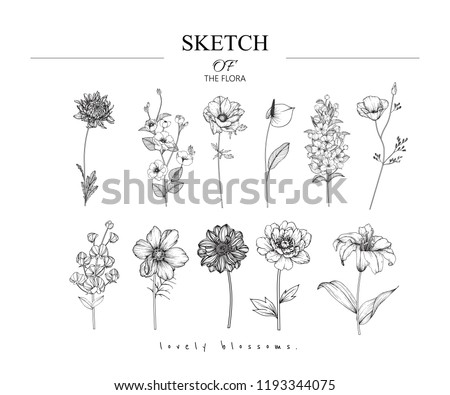 Sketch Floral Botany set. 
Variety flower and leaf drawings. Black and white with line art on white backgrounds. Hand Drawn Illustrations. Vector. Vintage styles.