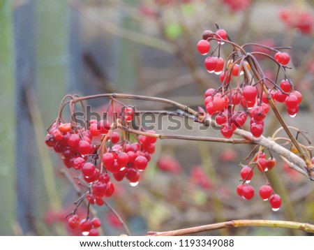 
Close-up of red ripe berries of viburnum on a branch in raindrops in the garden. Autumn berry guelder-rose