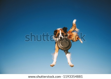 Jumping Border Collie dog is catching frisbee disc in the air on blue sky backgroud Royalty-Free Stock Photo #1193354881