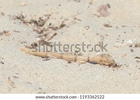 Macro view on sea sand on the beach. Greece holidays.