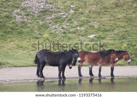 Horses at Scaffaiolo lake