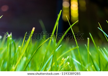 Grass in the garden, in sunlight. Closeup of a green lawn. Wet grass in the morning light. Close up macro of green grass field. Grass texture, with selective focus blur and background bokeh. Royalty-Free Stock Photo #1193389285