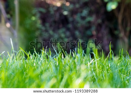 Grass in the garden, in sunlight. Closeup of a green lawn. Wet grass in the morning light. Close up macro of green grass field. Grass texture, with selective focus blur and background bokeh. Royalty-Free Stock Photo #1193389288