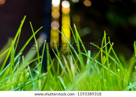 Grass in the garden, in sunlight. Closeup of a green lawn. Wet grass in the morning light. Close up macro of green grass field. Grass texture, with selective focus blur and background bokeh. Royalty-Free Stock Photo #1193389318