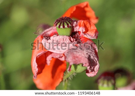 Dying poppy flower