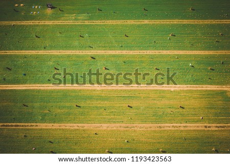 Aerial of Corn Maze in New Jersey