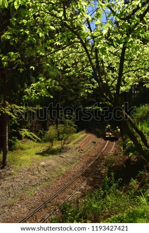 A meandering train track was built in the sun-lit forest.