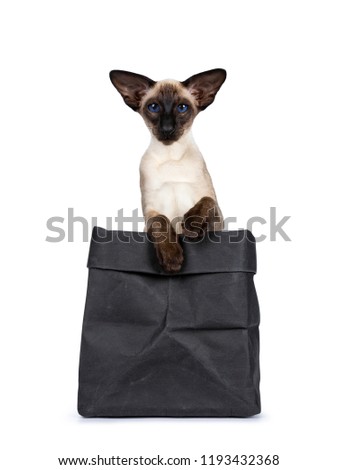 Excellent seal point Siamese cat kitten sitting sitting in black paper bag with two paws over edge looking at camera with deep blue eyes, isolated on white background