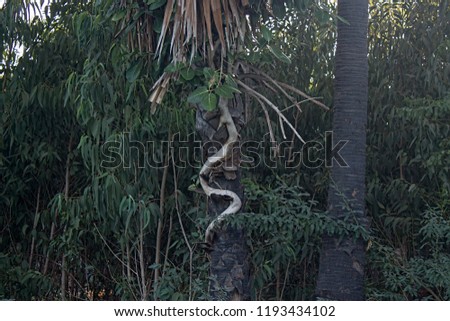 Tropical banyan tree roots Texture looks like as snake with Indian Palm Tree at Thiruvallur District Kattur village, Tamil Nadu in India