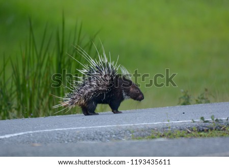 Large Porcupine, Common Porcupine, Malayan Porcupine, East Asian Porcupine
