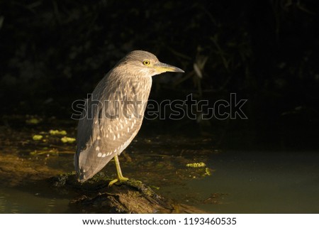 Juvenile Black-crowned Night Heron (Nycticorax nycticorax) single, isolated on a tree branch