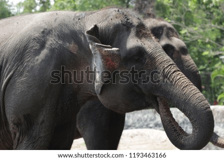 Photo Elephant Animals 