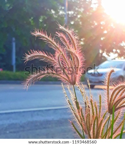 Abstract winter photo of Close up soft focus Little wild flower grass in the street and car background Sunrise and sunset,Selection focus only on some points in the image
