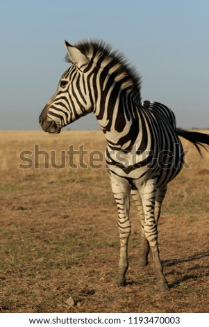Wild zebra vertical portrait standsin a dry prairie and looks left