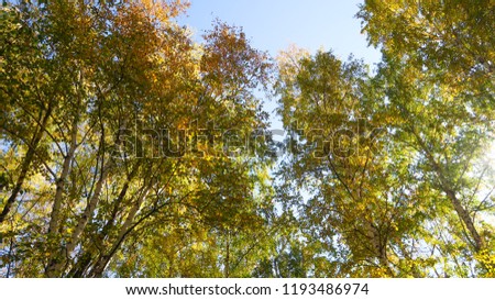 leaves of trees view from below into the sky, autumn landscape