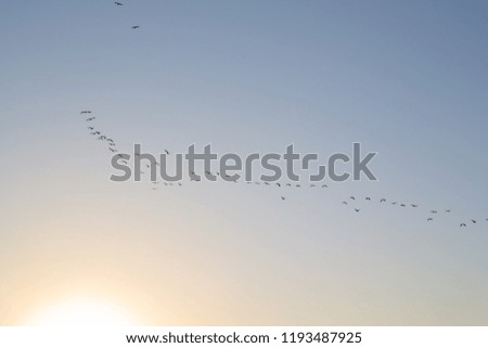 Seagulls in the sky. Bird key backdrop background. Yellow blue sky. Sunrise