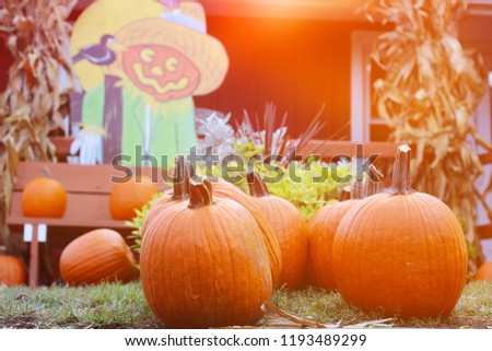 Beautiful pumpkins for sale at farmer market. Holiday background.