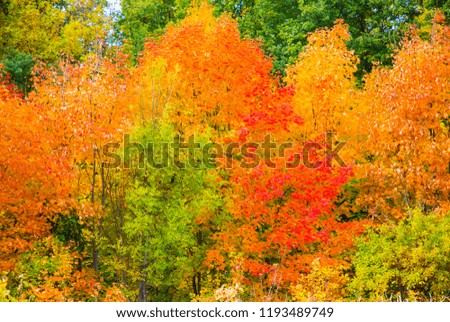 yellow and red autumn leaves on trees