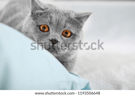 Shorthair British cat on the hunt at home close-up. A purebred gray cat is preparing to jump for prey. Piercing look of a cat-hunter.