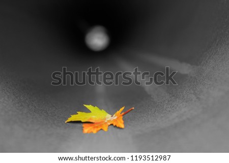 
autumn melancholic mood: a fallen yellow leaf lies alone in a pipe against a black background, a colorful leaf of maple has been blown off a tree by a wind and put into a metal pipe