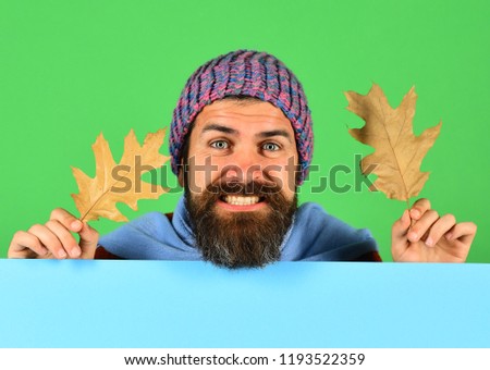 Hipster with beard and happy face wears warm clothes. Man in warm hat holds oak tree leaves on green background, copy space. October and November time idea. Autumn and cold weather concept