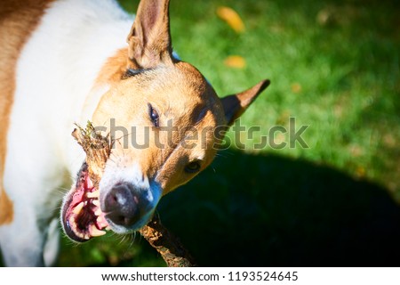 Close up of Smooth collie dog biting stick. Selective focus
