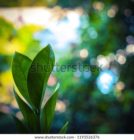 Zamioculcas zamifolia leaf bright green