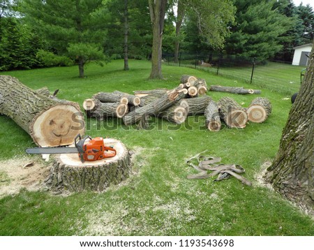 Cottonwood stump and tree trunk and branches on lawn after tree removal Royalty-Free Stock Photo #1193543698