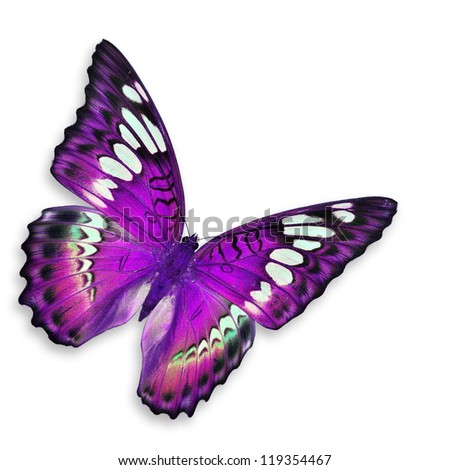 Purple butterfly, isolated on white background