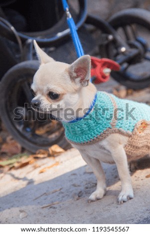 Chihuahua in a sweater