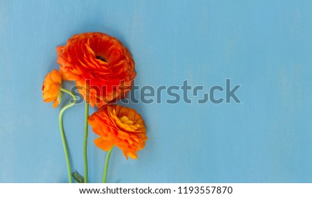 Orange ranunculus flowers on blue wooden background flat lay scene