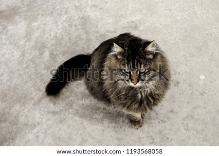 A grey cat on the concrete background