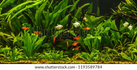 A green beautiful planted tropical freshwater aquarium with fishes.Zebra angelfish (pterophyllum scalare) in aquarium