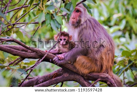 Baby monkey posses for his first camera shot