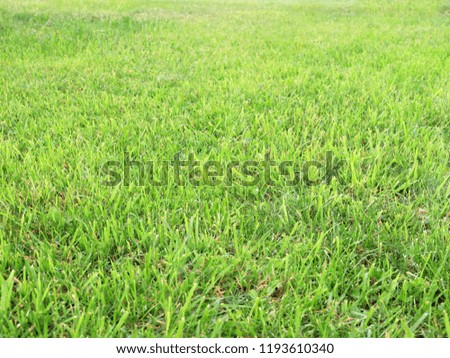 beautiful fresh green grass country meadow