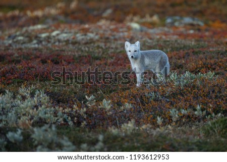 Arctic fox in a fall setting